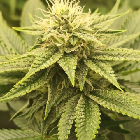 Master Kush growlog timeline photo