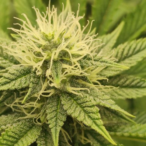 Master Kush growlog timeline photo