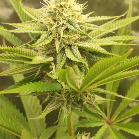 Master Kush growlog timeline photo