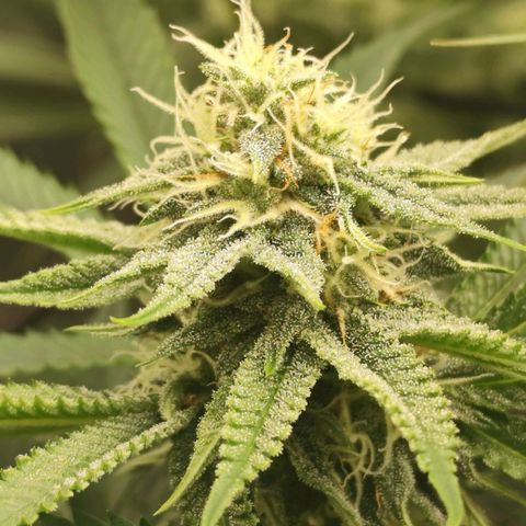 Master Kush growlog timeline photo