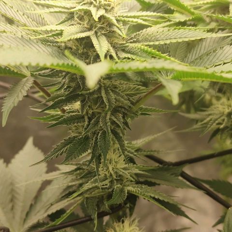 Master Kush growlog timeline photo