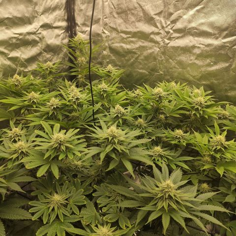 Master Kush growlog timeline photo