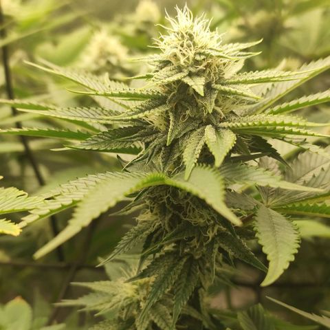 Master Kush growlog timeline photo