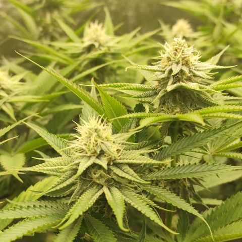 Master Kush growlog timeline photo