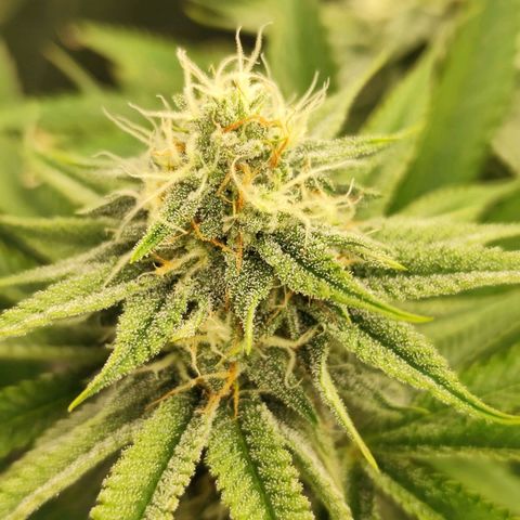 Master Kush growlog timeline photo