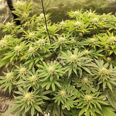 Master Kush growlog timeline photo