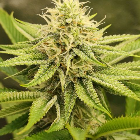 Master Kush growlog timeline photo