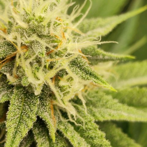 Master Kush growlog timeline photo