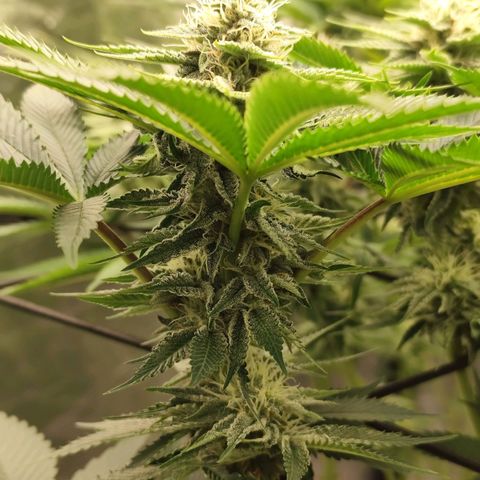 Master Kush growlog timeline photo