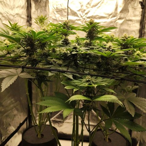 Master Kush growlog timeline photo