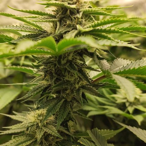 Master Kush growlog timeline photo