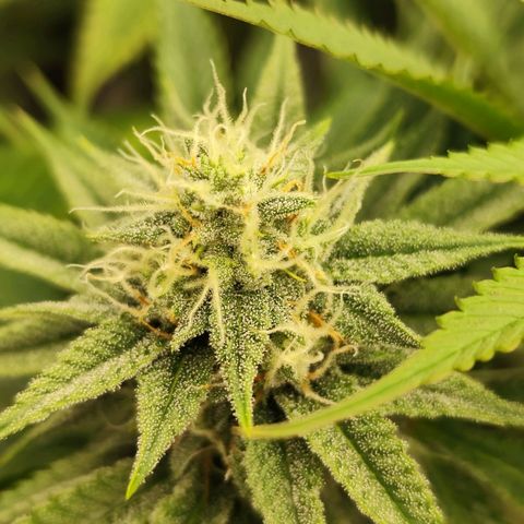 Master Kush growlog timeline photo