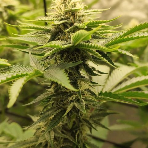 Master Kush growlog timeline photo