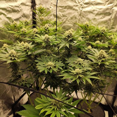 Master Kush growlog timeline photo