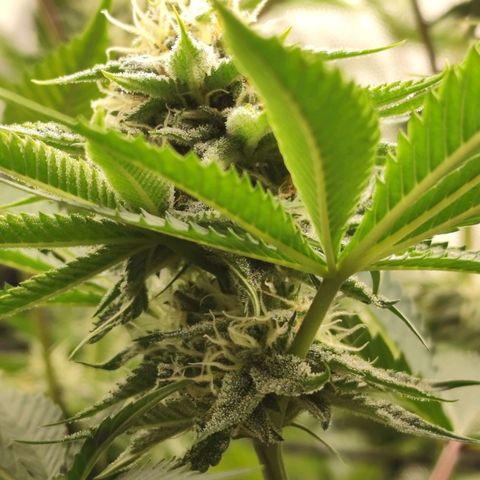 Master Kush growlog timeline photo