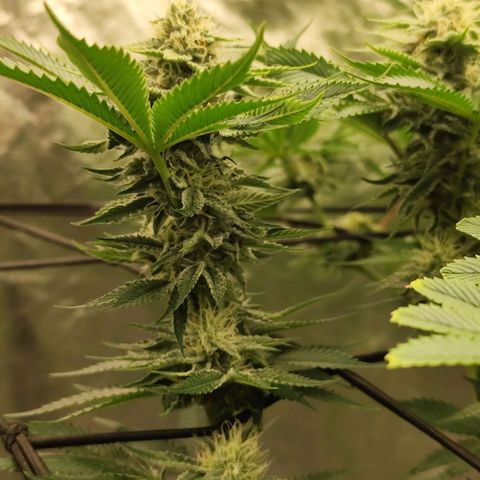 Master Kush growlog timeline photo