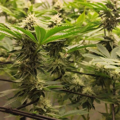Master Kush growlog timeline photo
