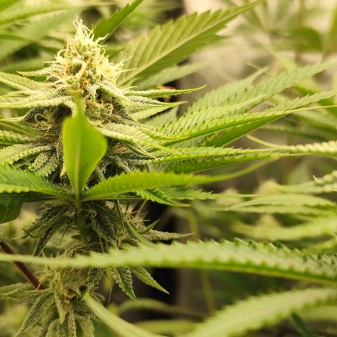 Master Kush growlog timeline photo