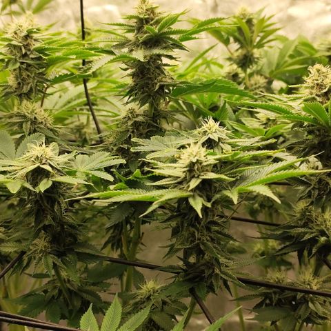 Master Kush growlog timeline photo