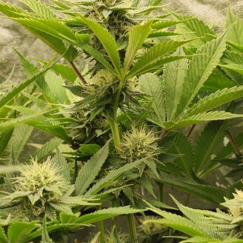 Master Kush growlog timeline photo