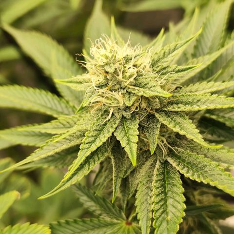 Master Kush growlog timeline photo