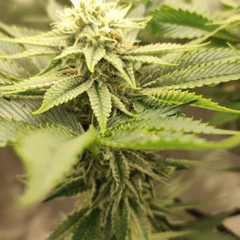 Master Kush growlog timeline photo