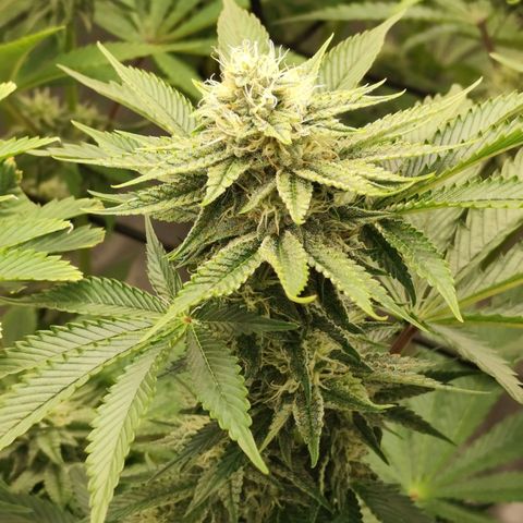Master Kush growlog timeline photo
