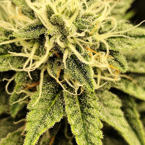 Master Kush growlog timeline photo