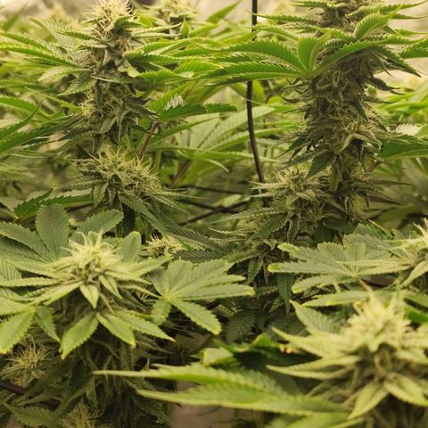 Master Kush growlog timeline photo