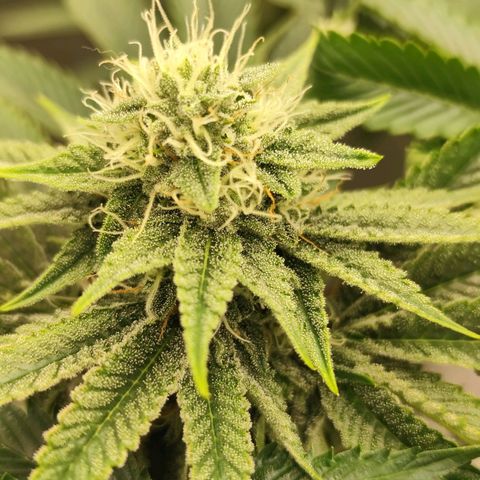 Master Kush growlog timeline photo