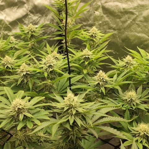 Master Kush growlog timeline photo