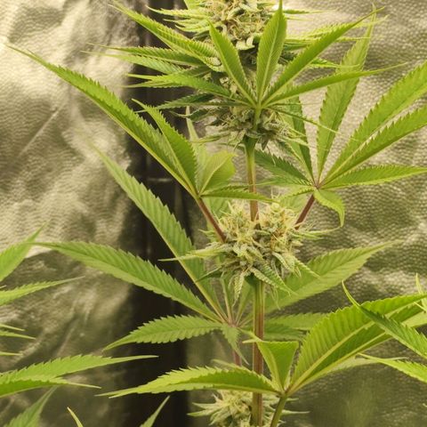 Master Kush growlog timeline photo