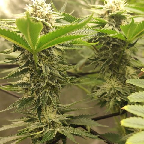 Master Kush growlog timeline photo