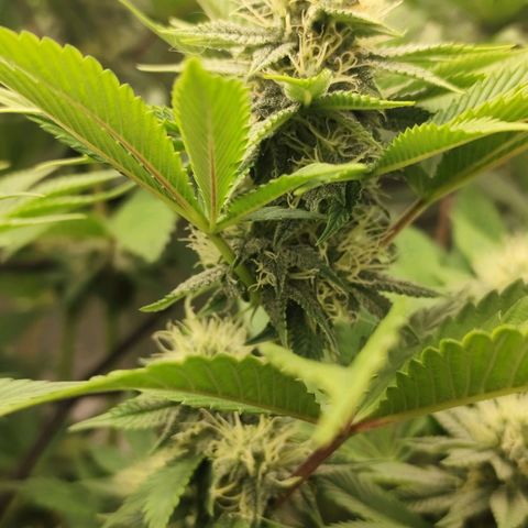 Master Kush growlog timeline photo