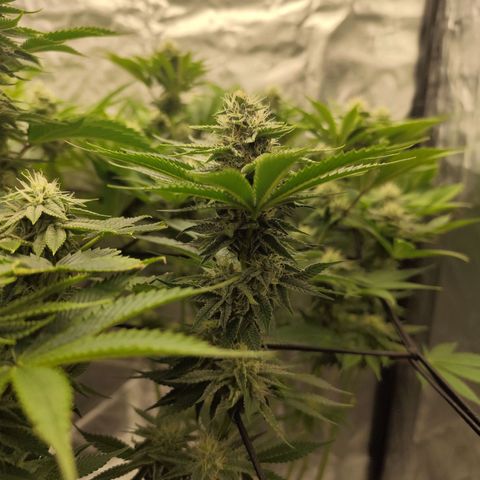 Master Kush growlog timeline photo