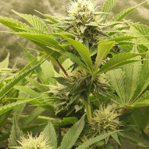 Master Kush growlog timeline photo