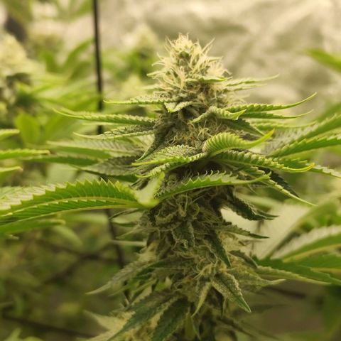 Master Kush growlog timeline photo
