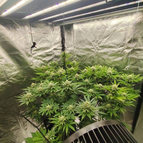 Master Kush growlog timeline photo