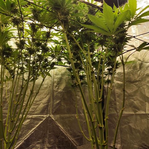 Master Kush growlog timeline photo