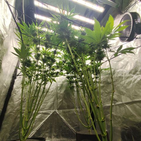 Master Kush growlog timeline photo