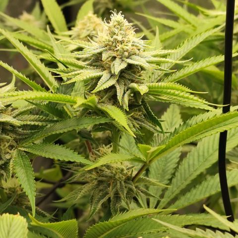 Master Kush growlog timeline photo