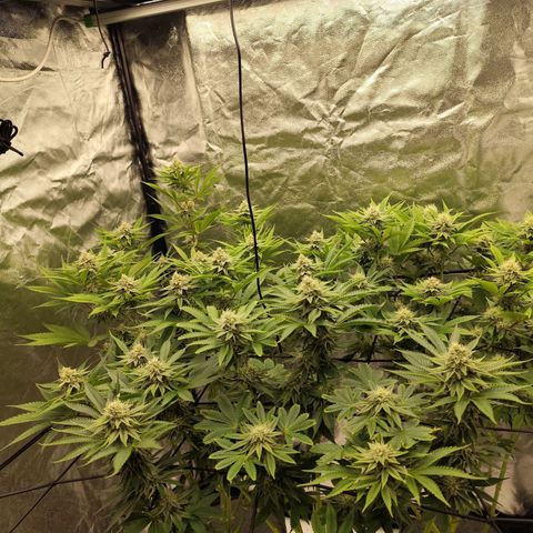 Master Kush growlog timeline photo