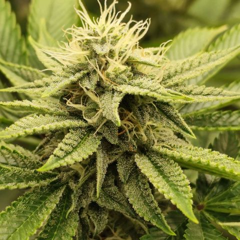 Master Kush growlog timeline photo