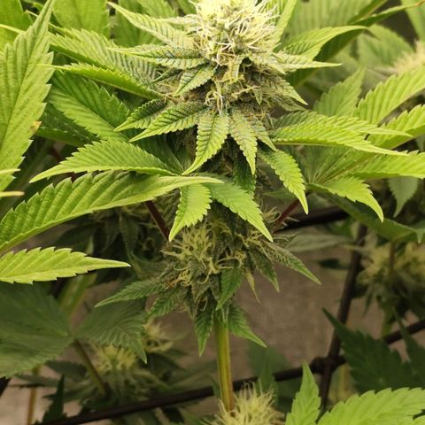 Master Kush growlog timeline photo