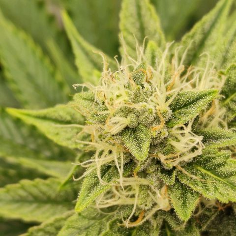 Master Kush growlog timeline photo