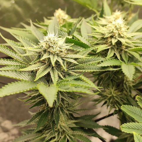 Master Kush growlog timeline photo