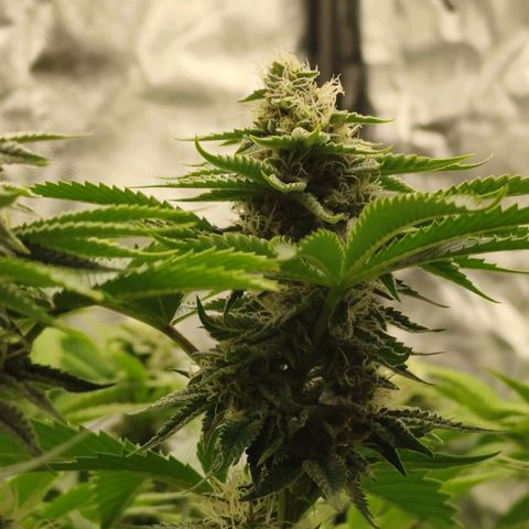 Master Kush growlog timeline photo