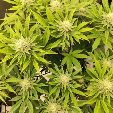 Master Kush growlog timeline photo