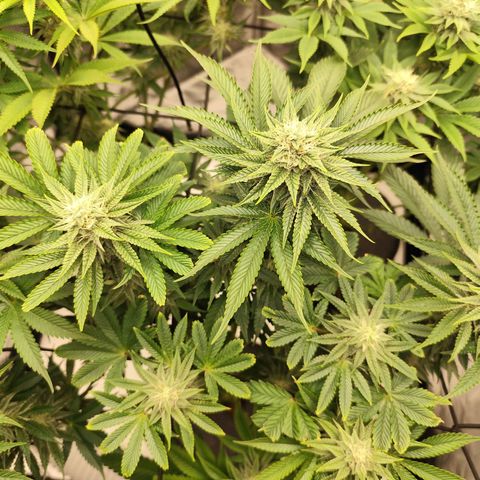 Master Kush growlog timeline photo
