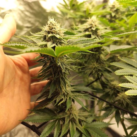 Master Kush growlog timeline photo